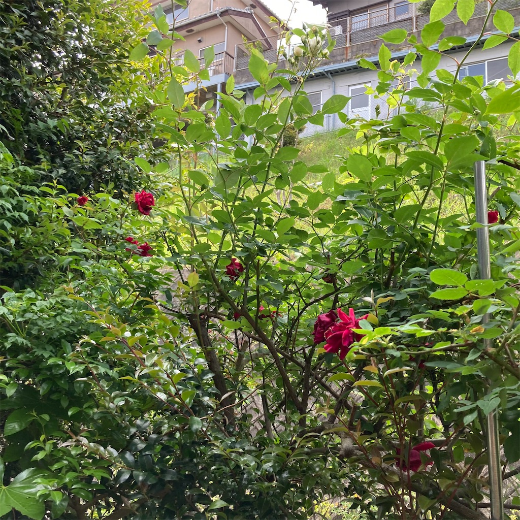 f:id:rotling:20210430092733j:image