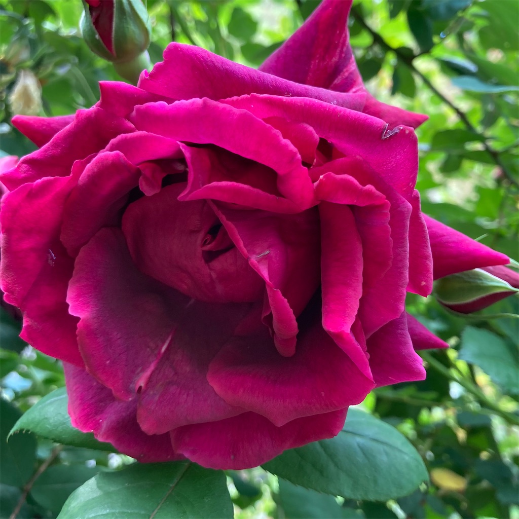 f:id:rotling:20210430092802j:image