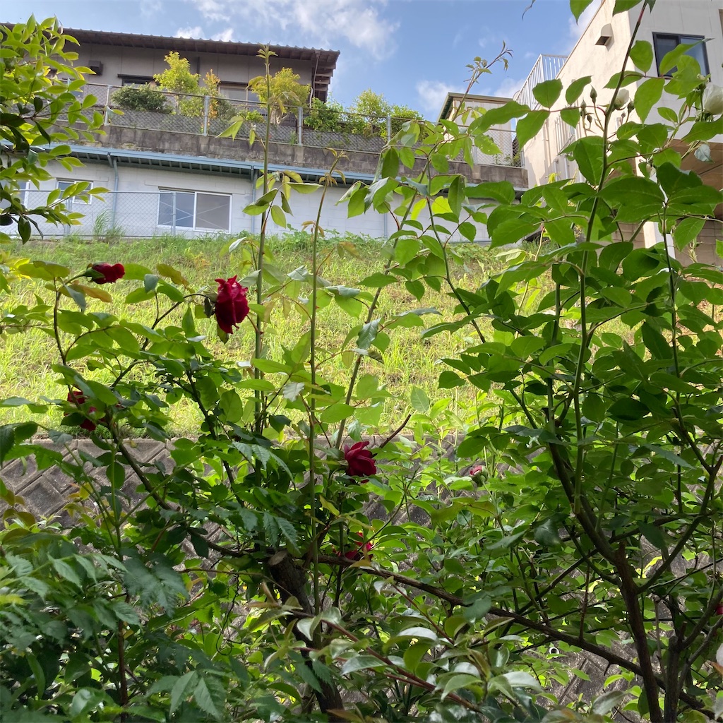 f:id:rotling:20210430092806j:image