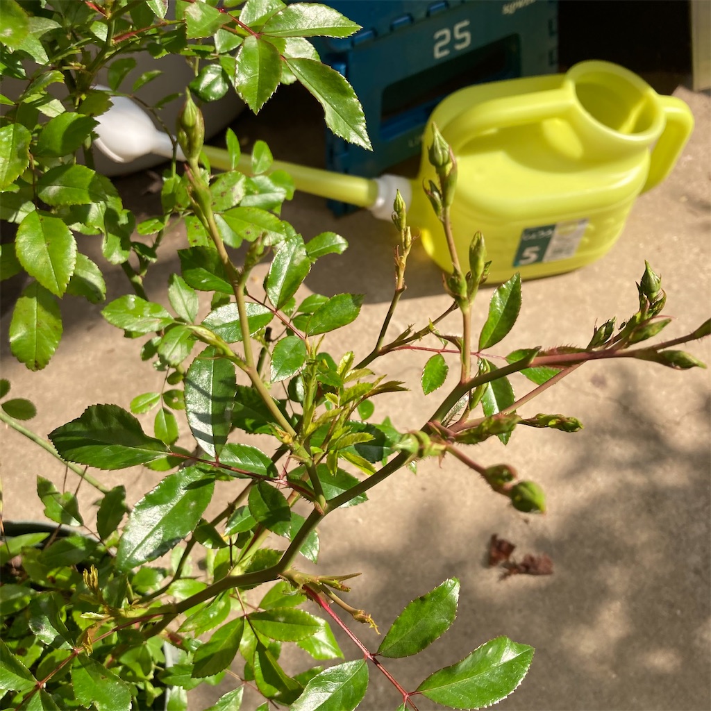 f:id:rotling:20210502085032j:image