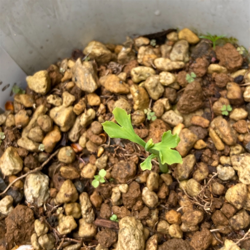 f:id:rotling:20210502102937j:image