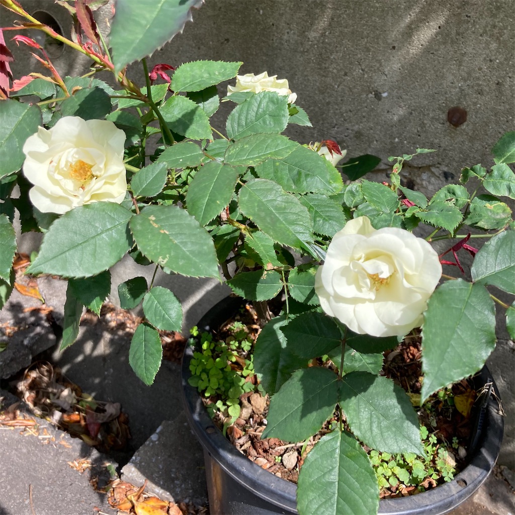 f:id:rotling:20210504123813j:image