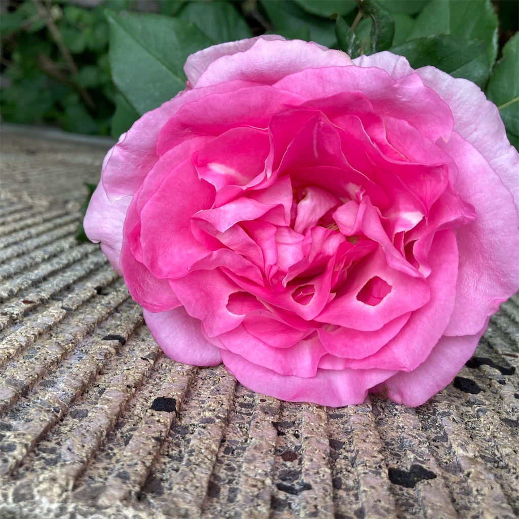 f:id:rotling:20210504154227j:image