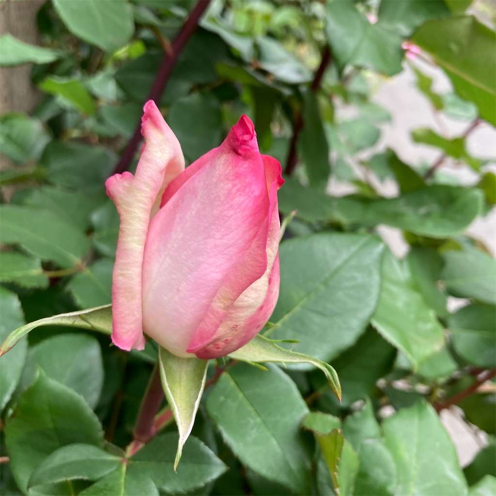 f:id:rotling:20210504154238j:image