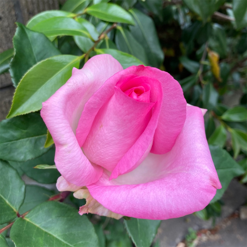 f:id:rotling:20210504154244j:image