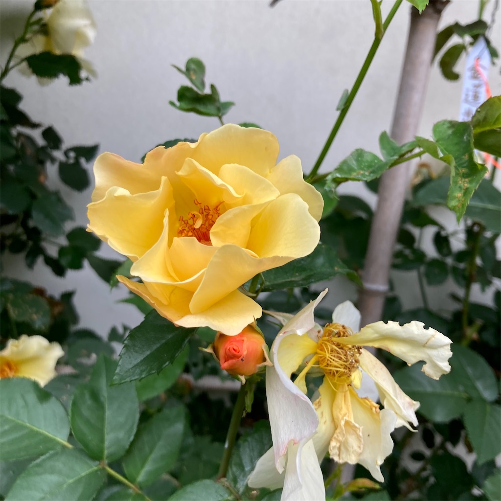 f:id:rotling:20210504155112j:image