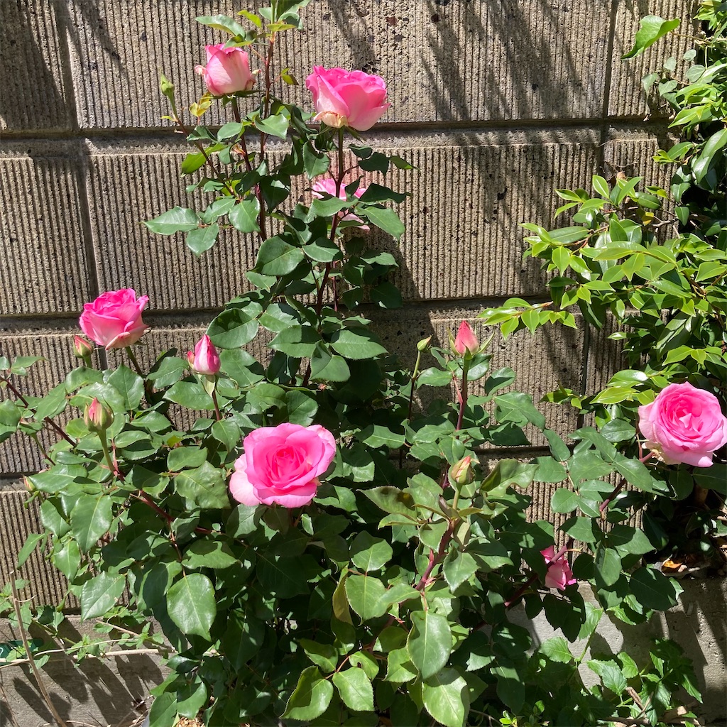 f:id:rotling:20210506135338j:image