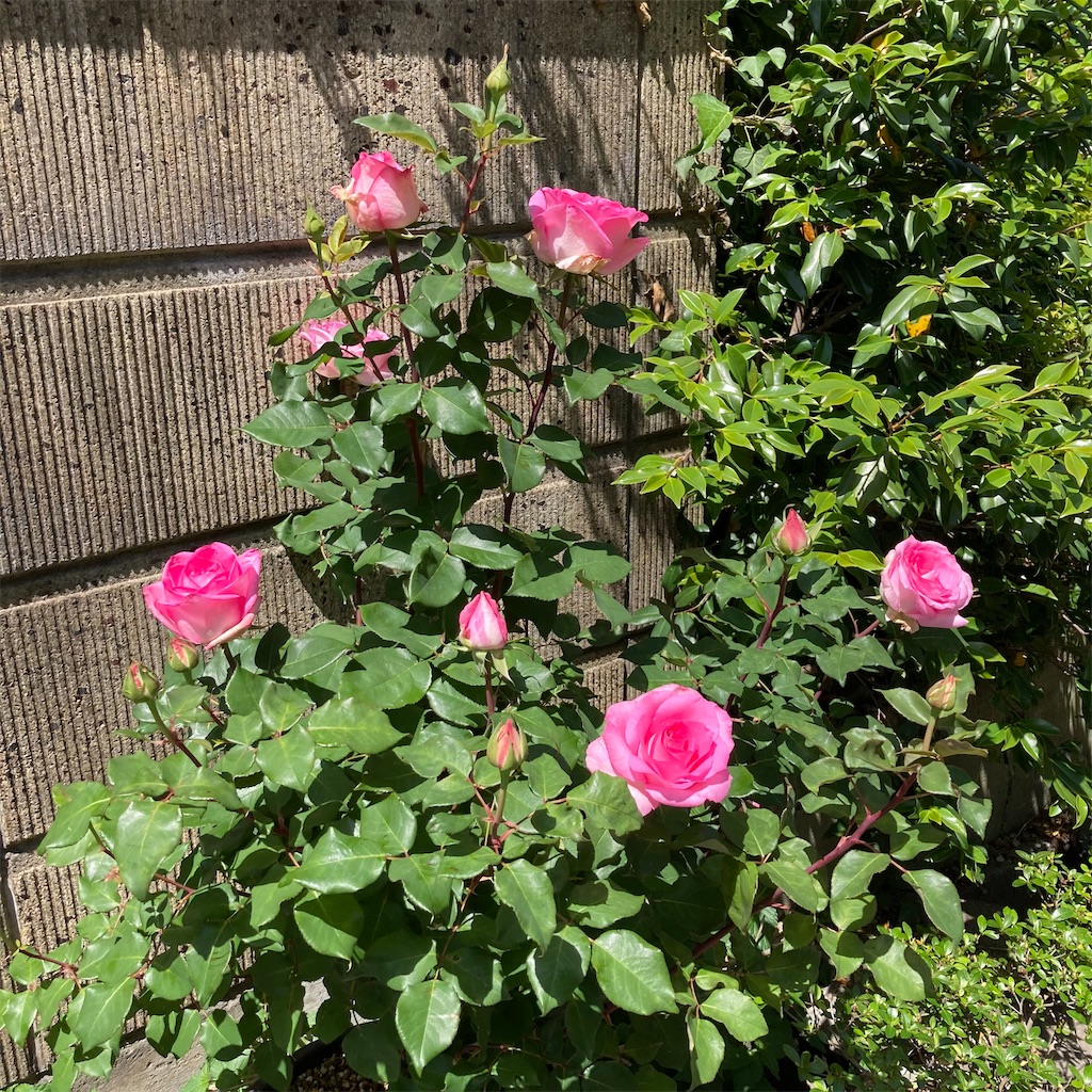 f:id:rotling:20210506135341j:image