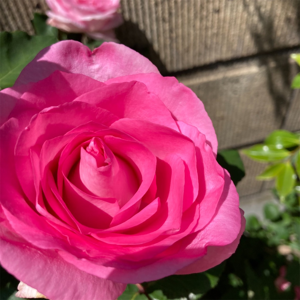 f:id:rotling:20210506135348j:image