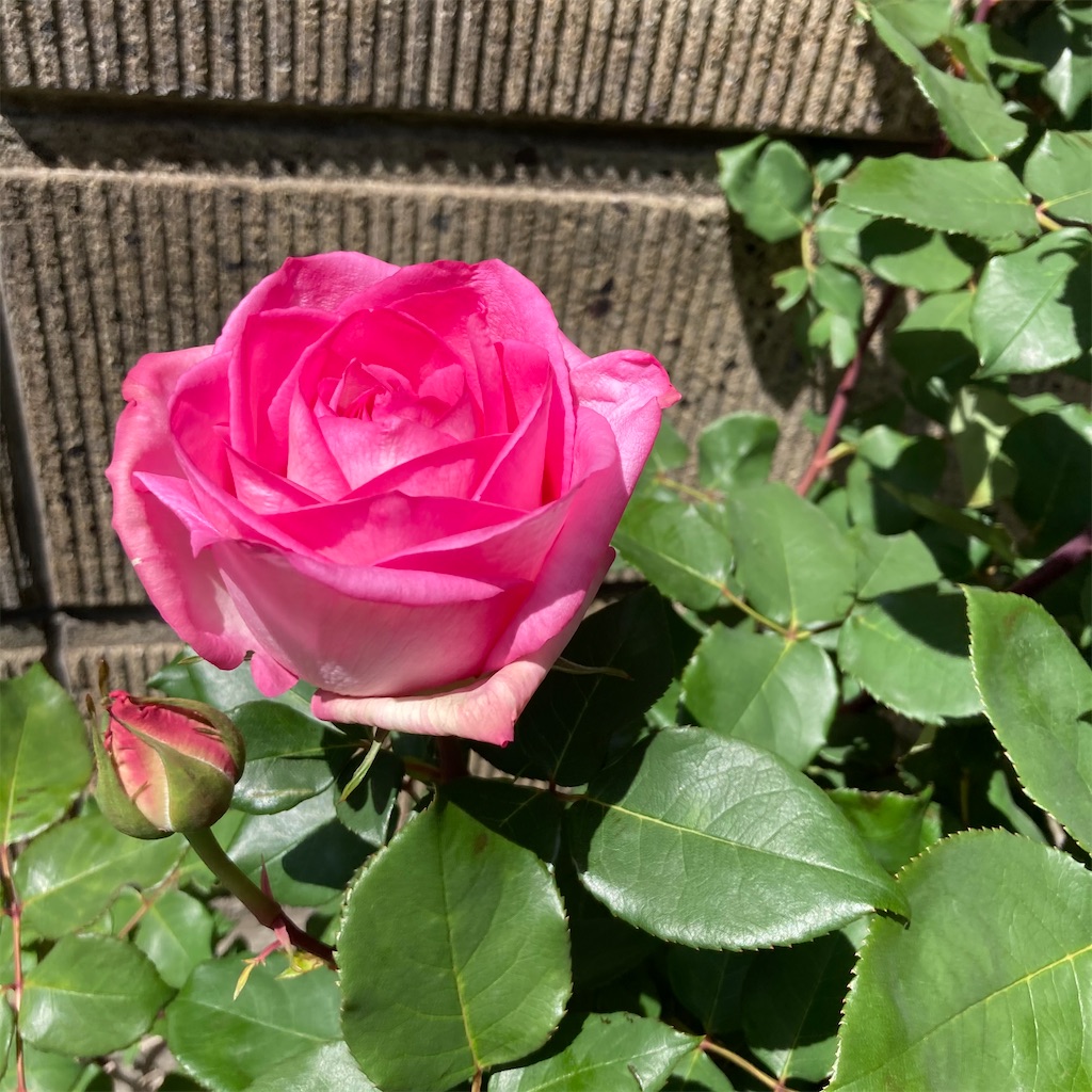 f:id:rotling:20210506135351j:image