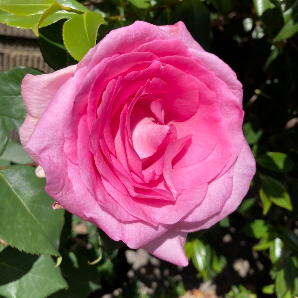 f:id:rotling:20210506135356j:image