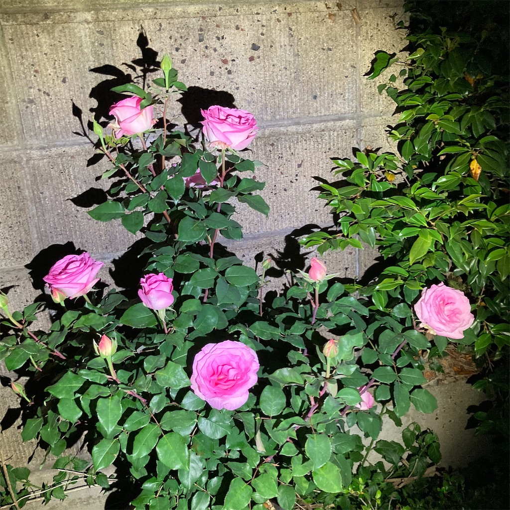 f:id:rotling:20210507215246j:image