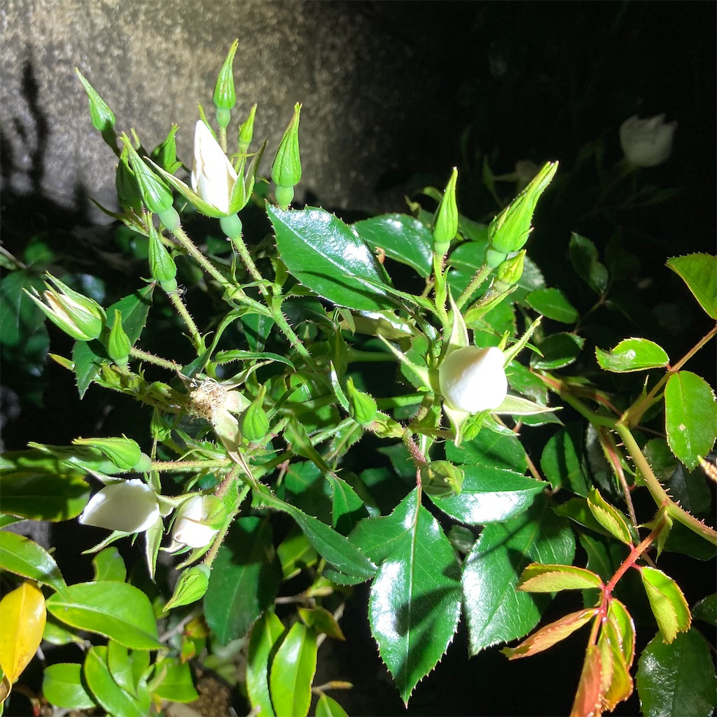 f:id:rotling:20210507215250j:image
