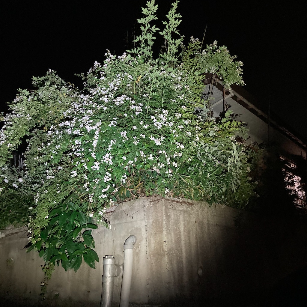 f:id:rotling:20210507215258j:image