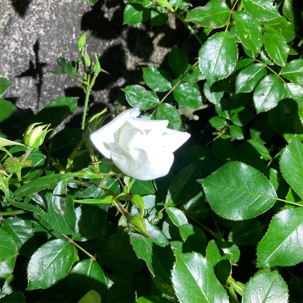 f:id:rotling:20210507215306j:image