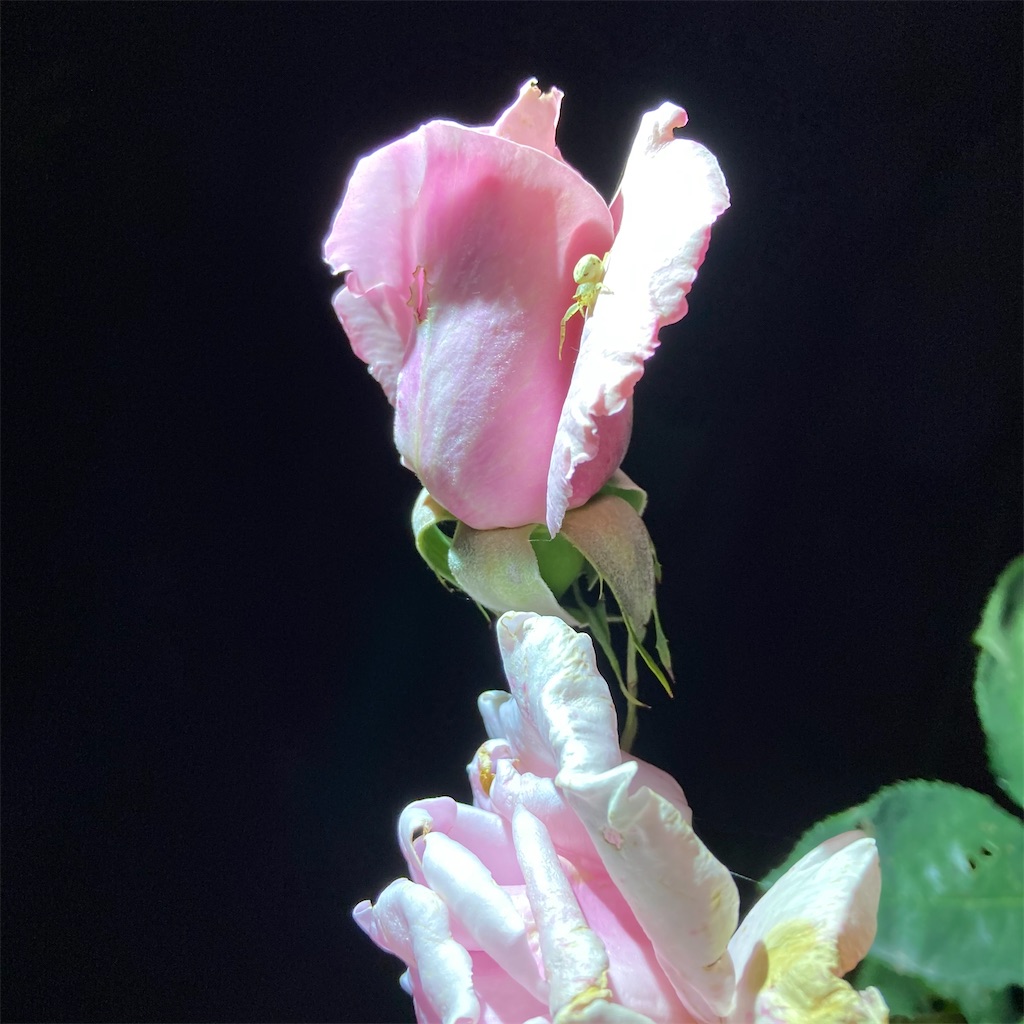 f:id:rotling:20210507215313j:image