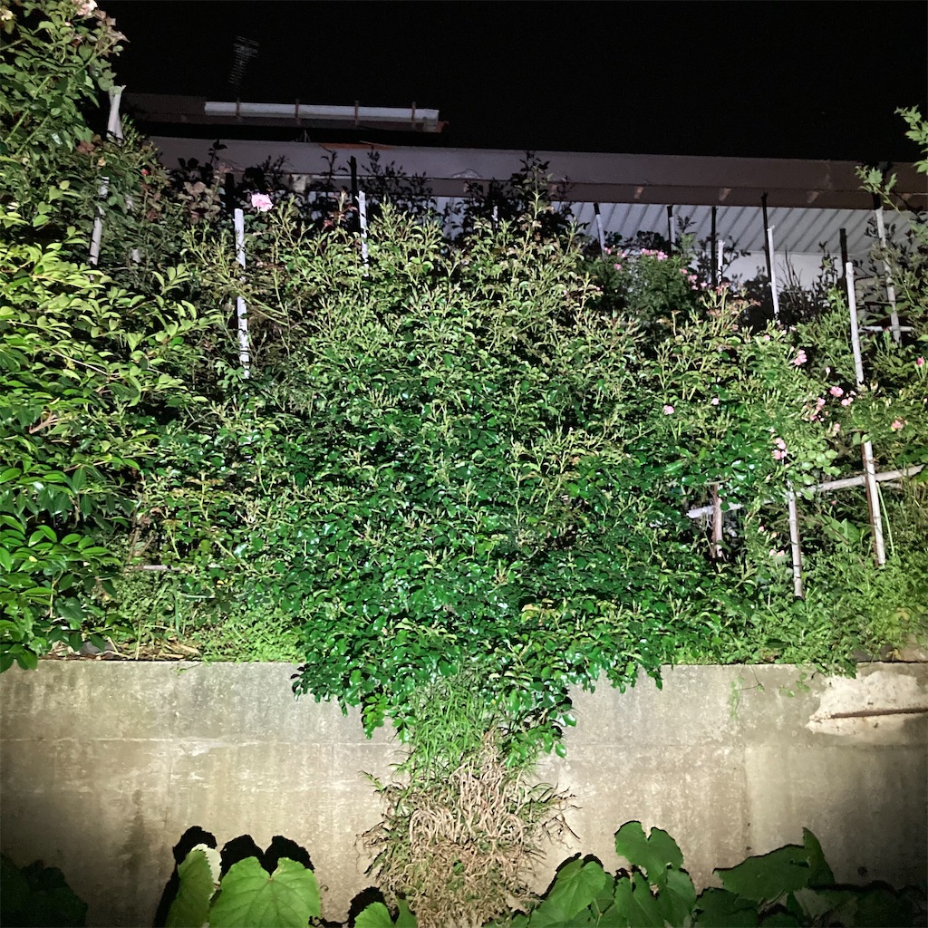 f:id:rotling:20210507215317j:image