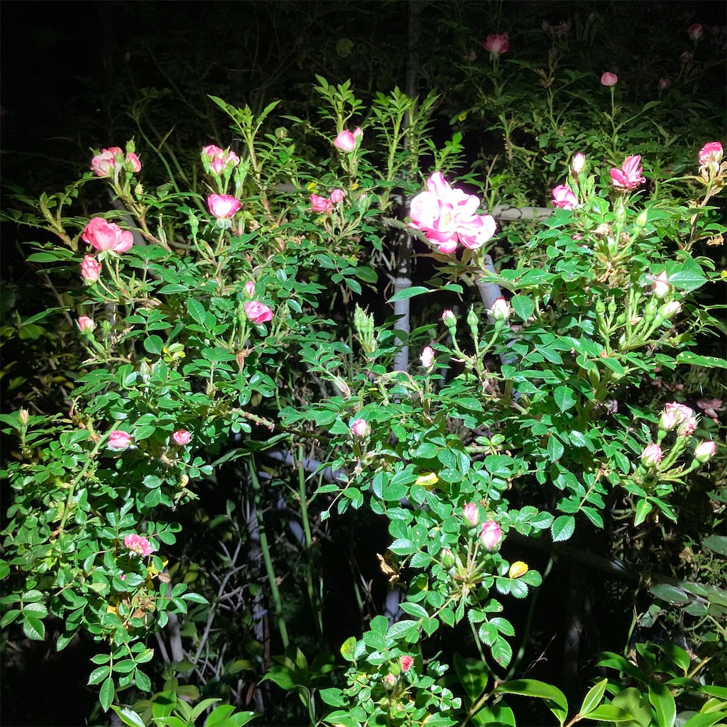 f:id:rotling:20210507215321j:image