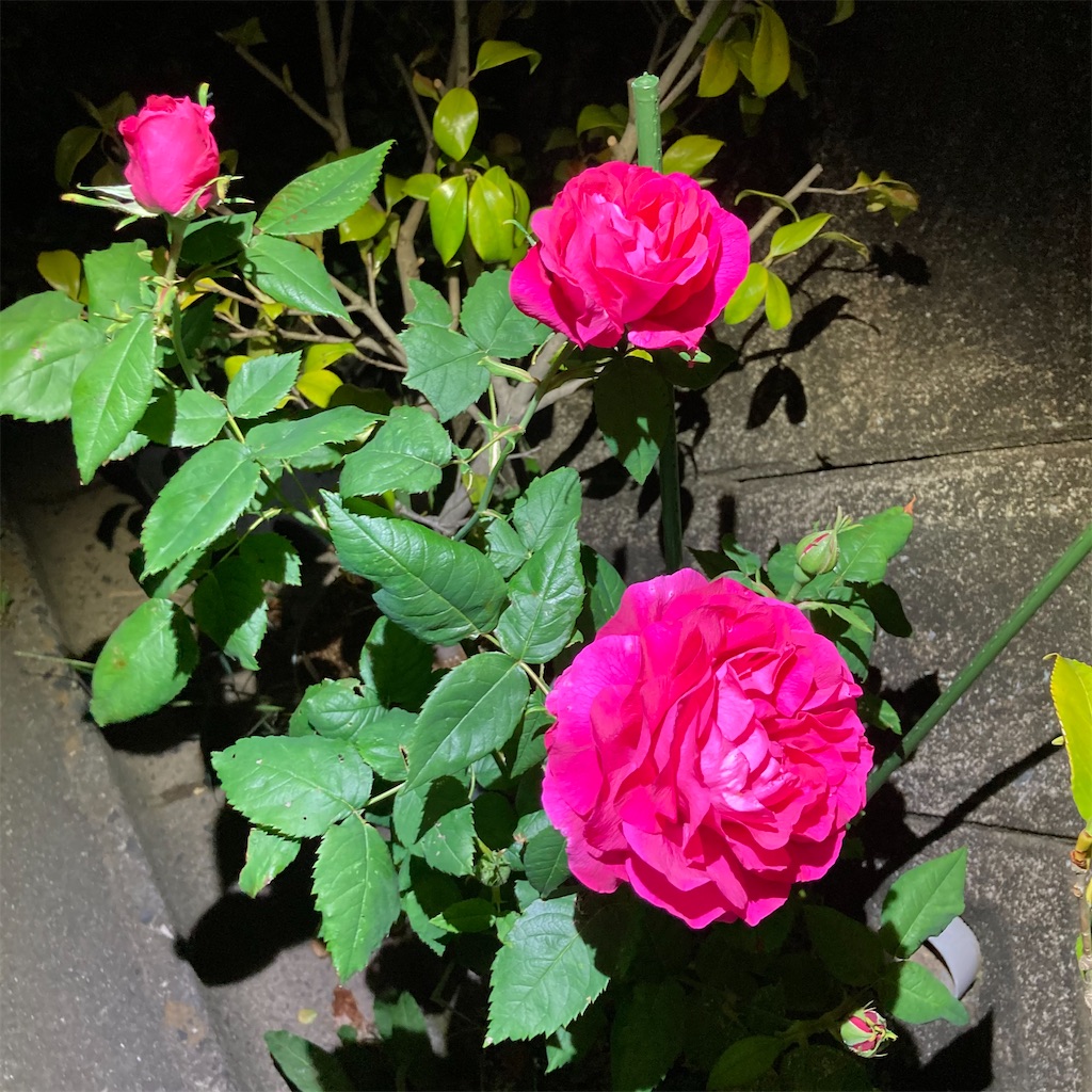 f:id:rotling:20210507215324j:image
