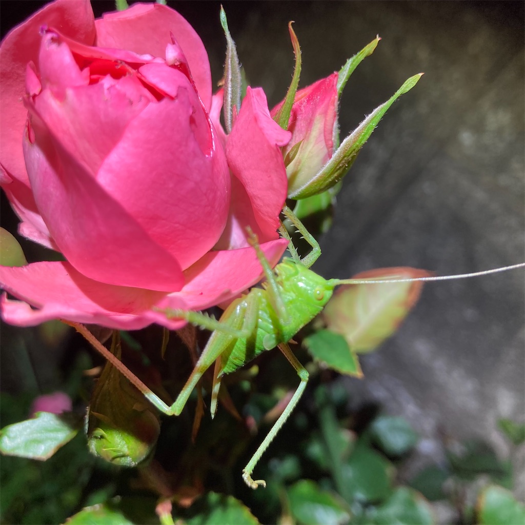 f:id:rotling:20210507215340j:image