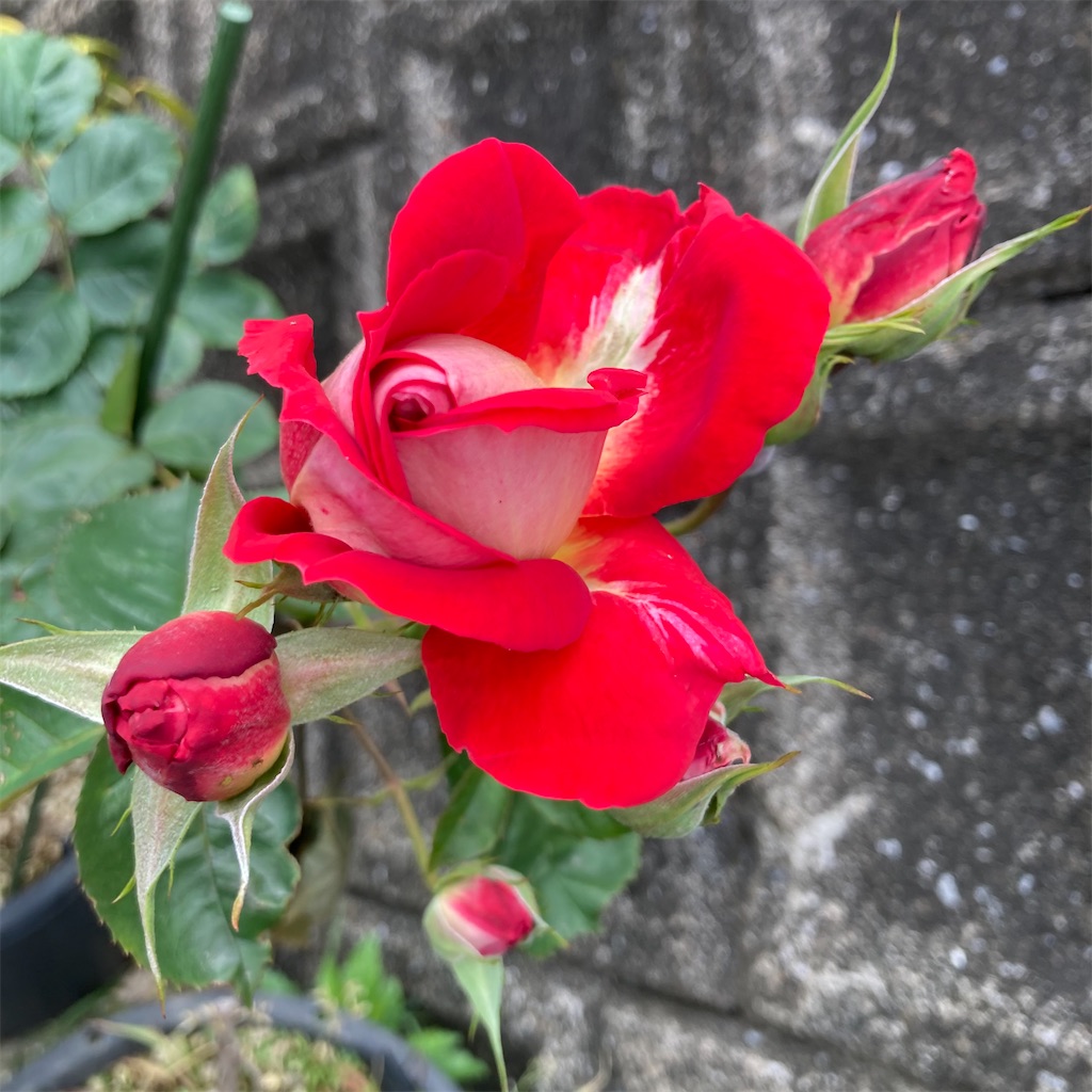 f:id:rotling:20210508102544j:image