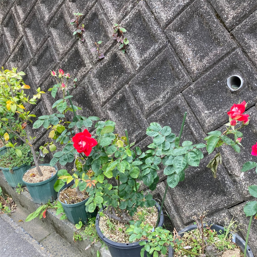 f:id:rotling:20210508102609j:image