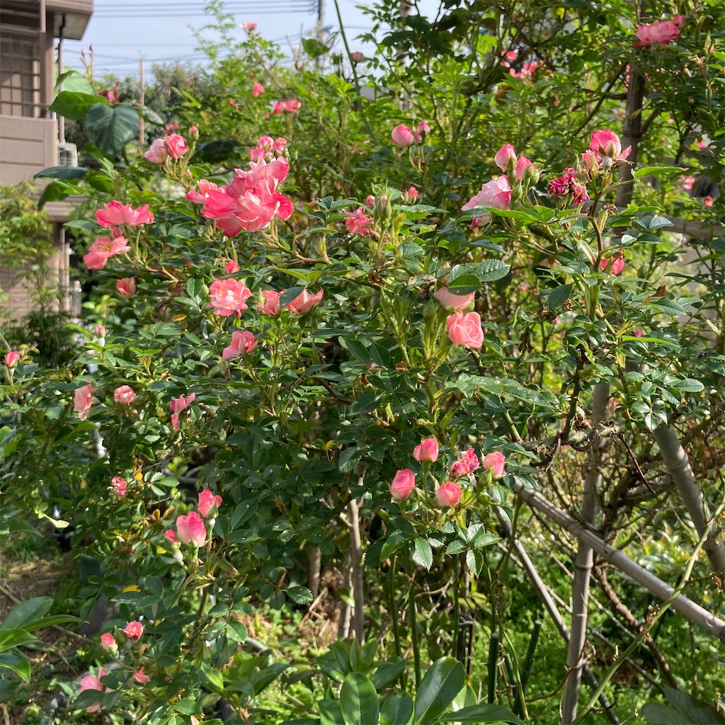 f:id:rotling:20210510085815j:image