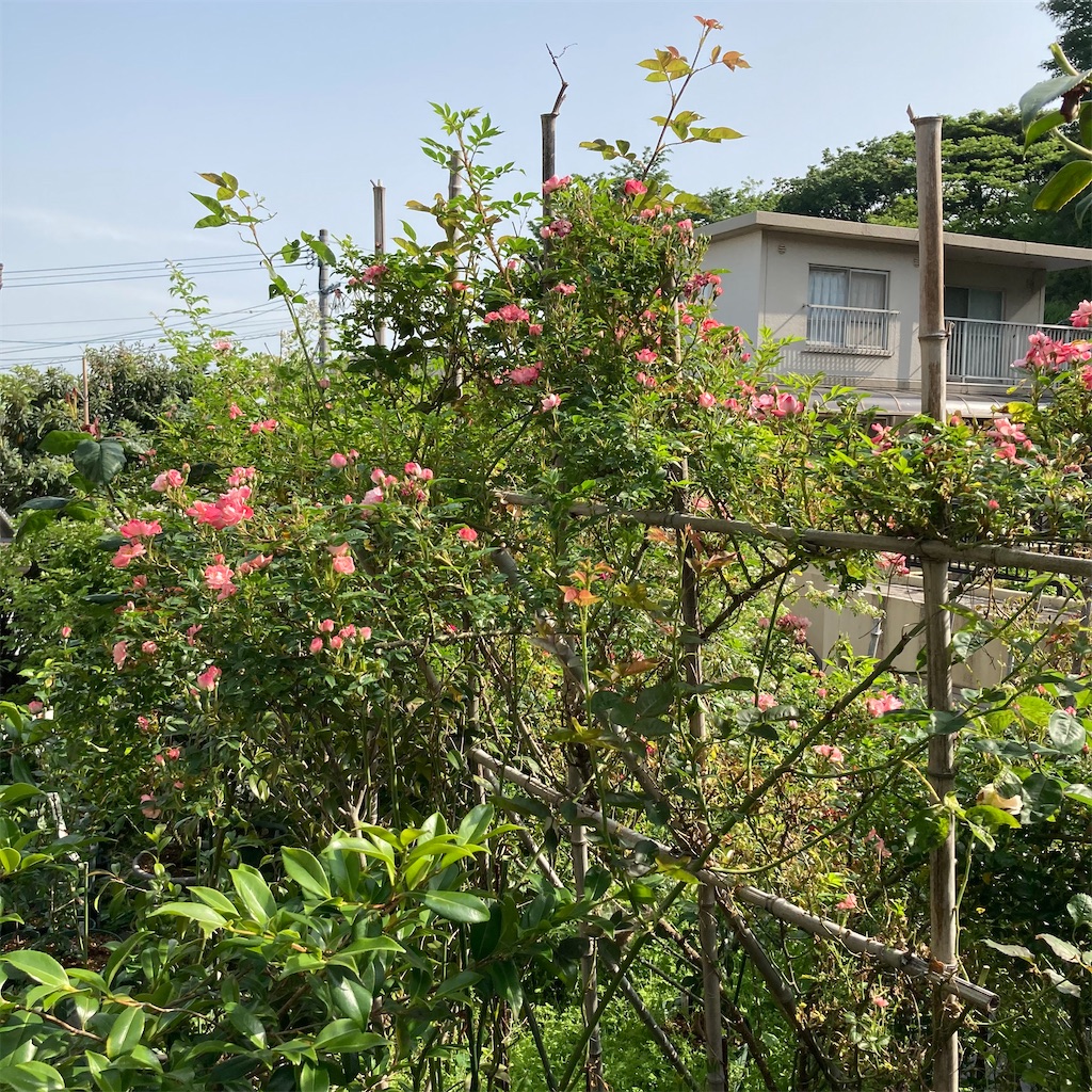 f:id:rotling:20210510090047j:image