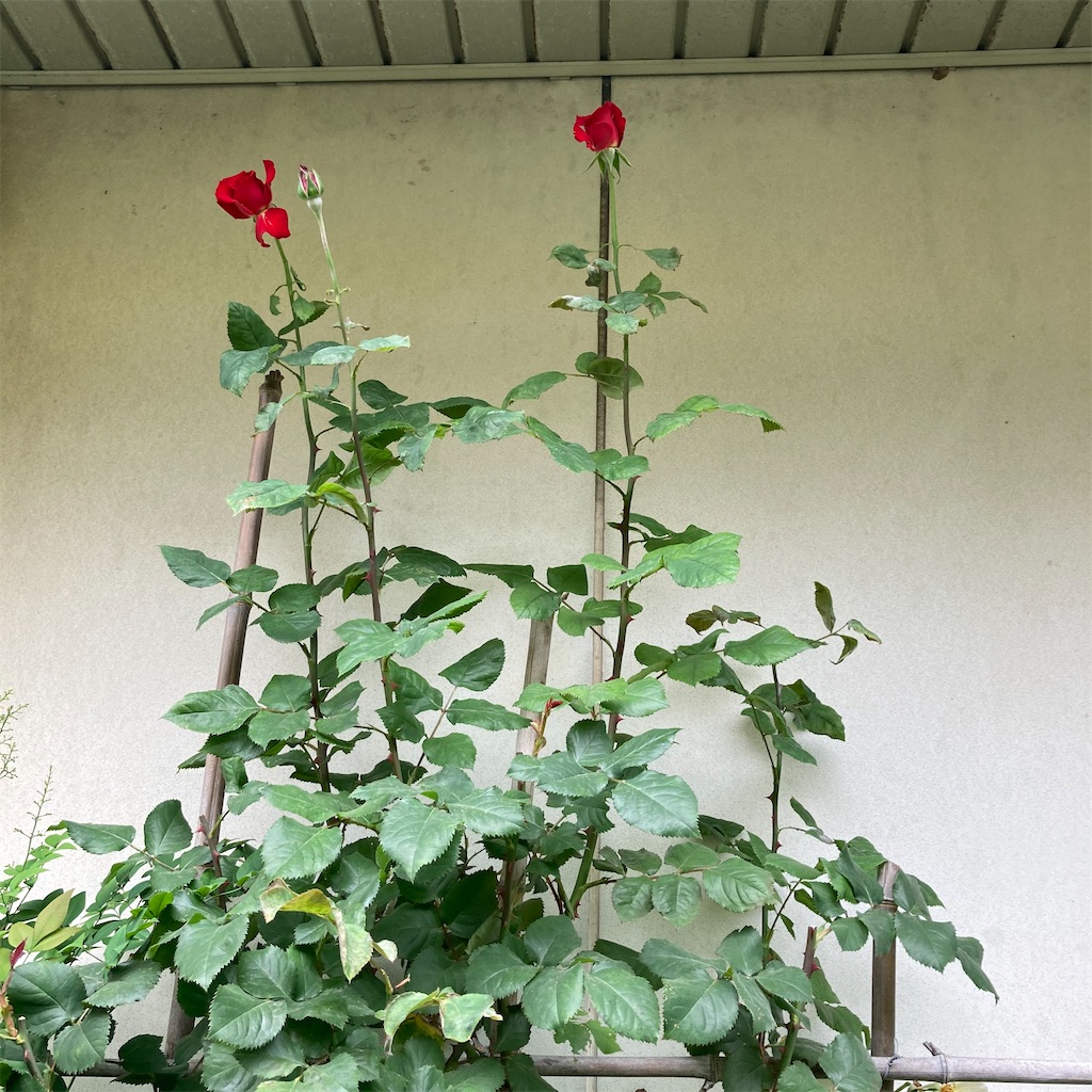 f:id:rotling:20210511122939j:image