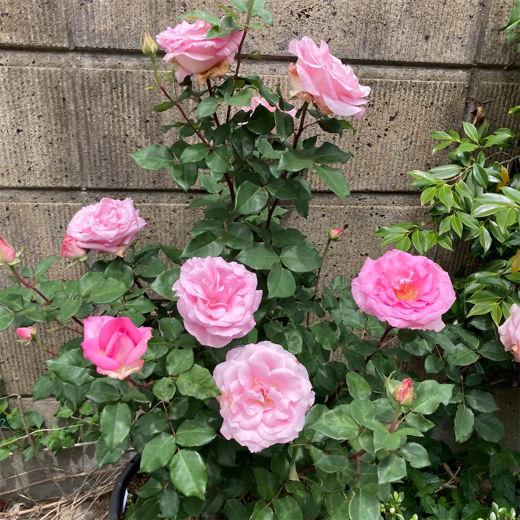 f:id:rotling:20210511123303j:image