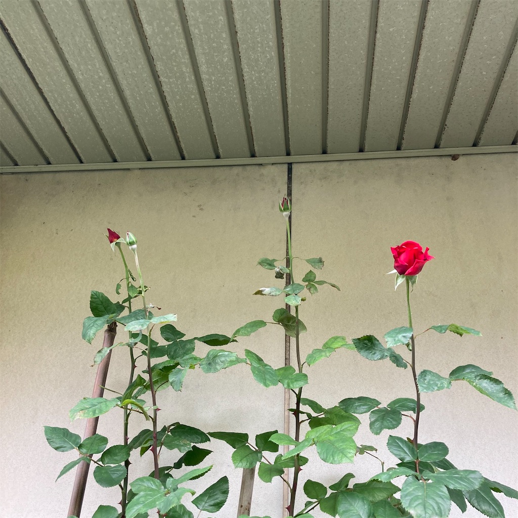 f:id:rotling:20210511123347j:image