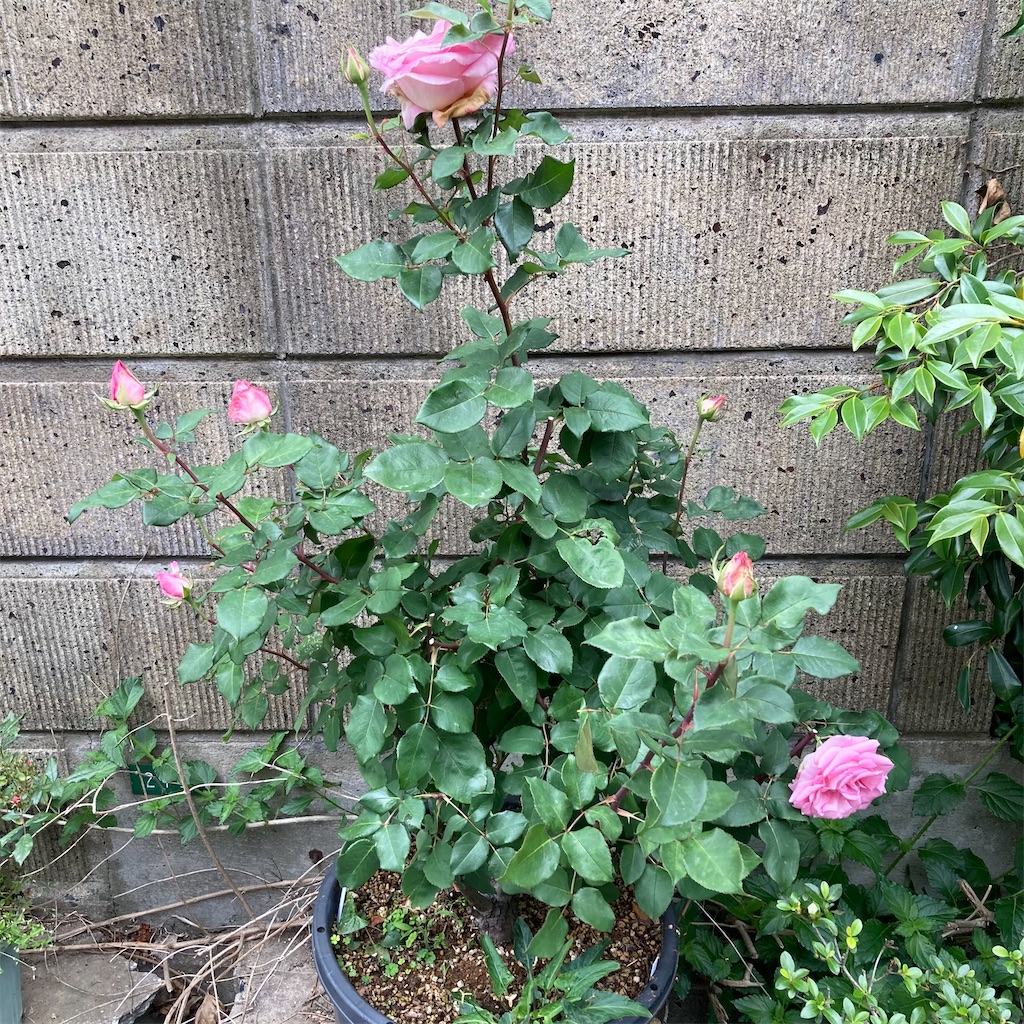 f:id:rotling:20210511123452j:image