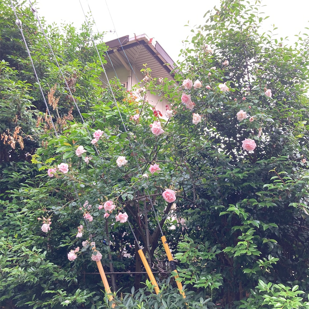 f:id:rotling:20210516072311j:image
