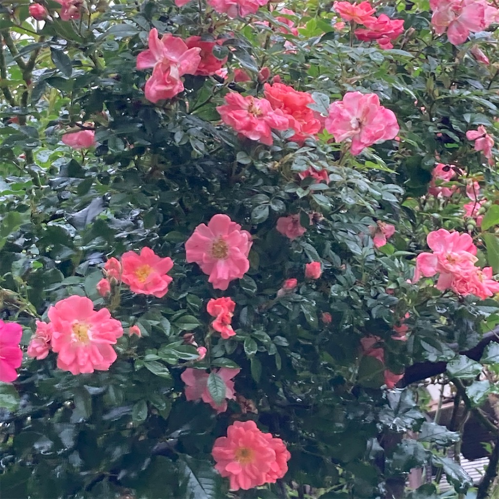 f:id:rotling:20210517123534j:image