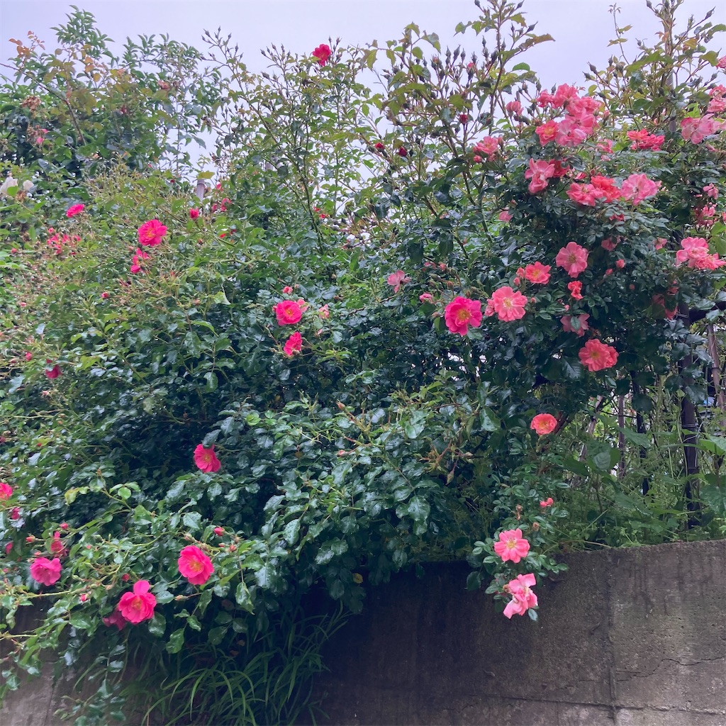 f:id:rotling:20210517123546j:image