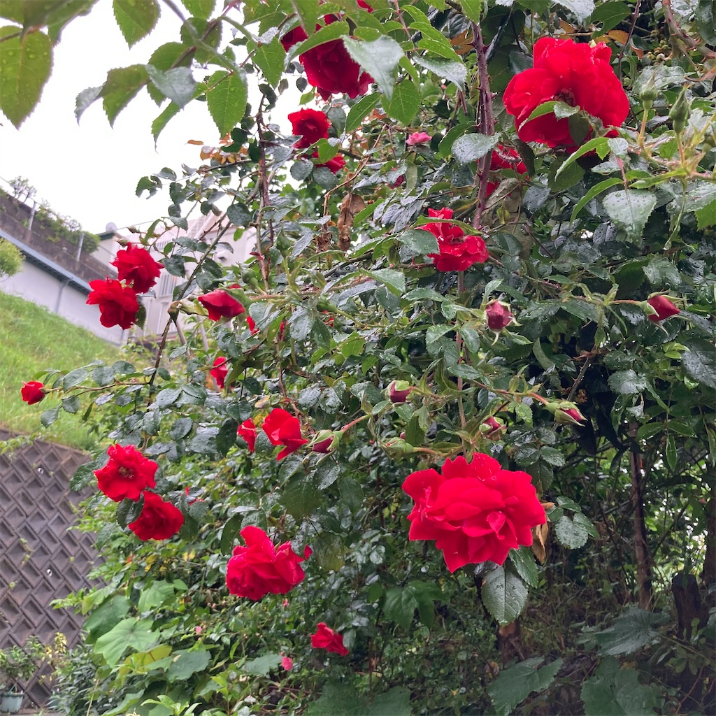 f:id:rotling:20210517123553j:image