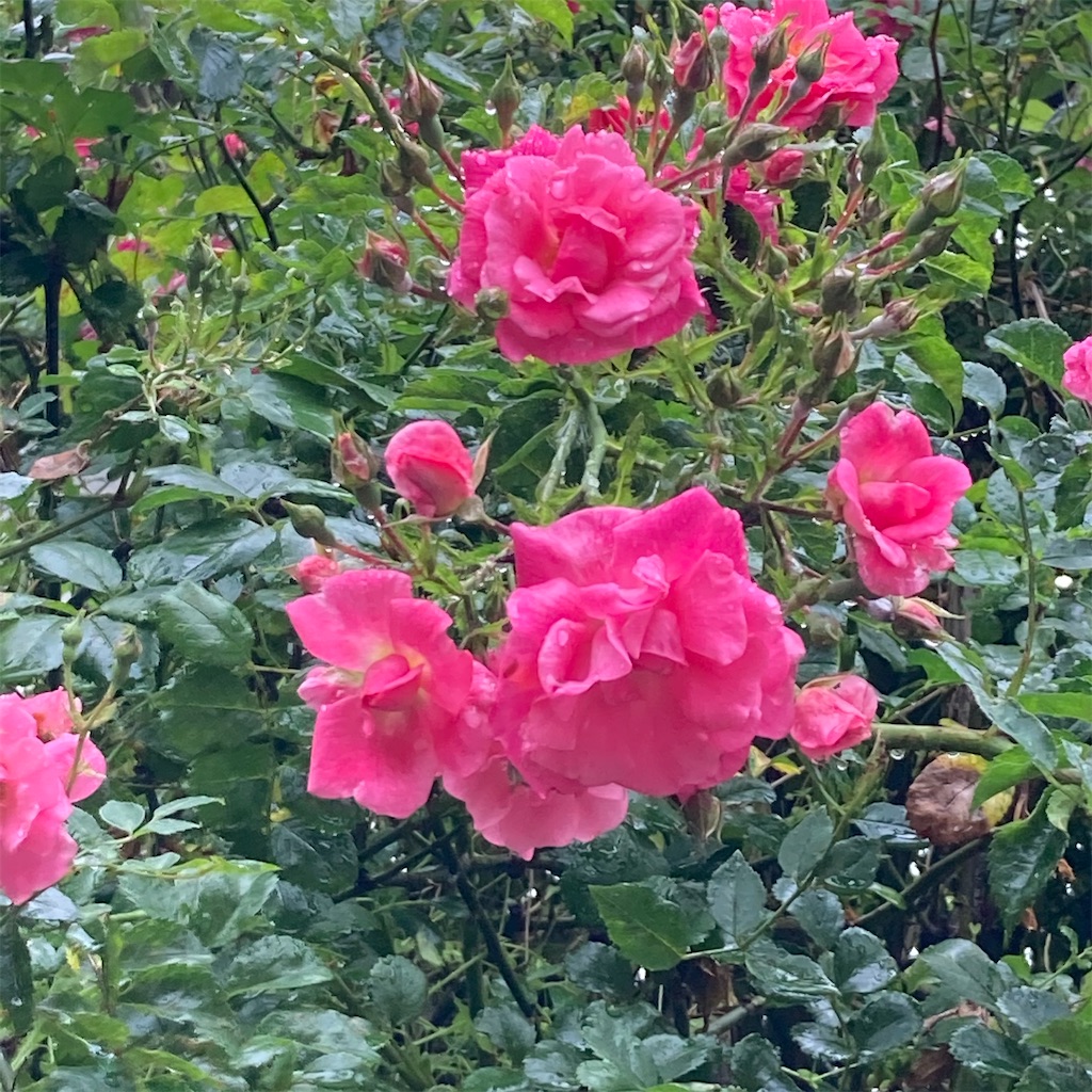 f:id:rotling:20210517123558j:image