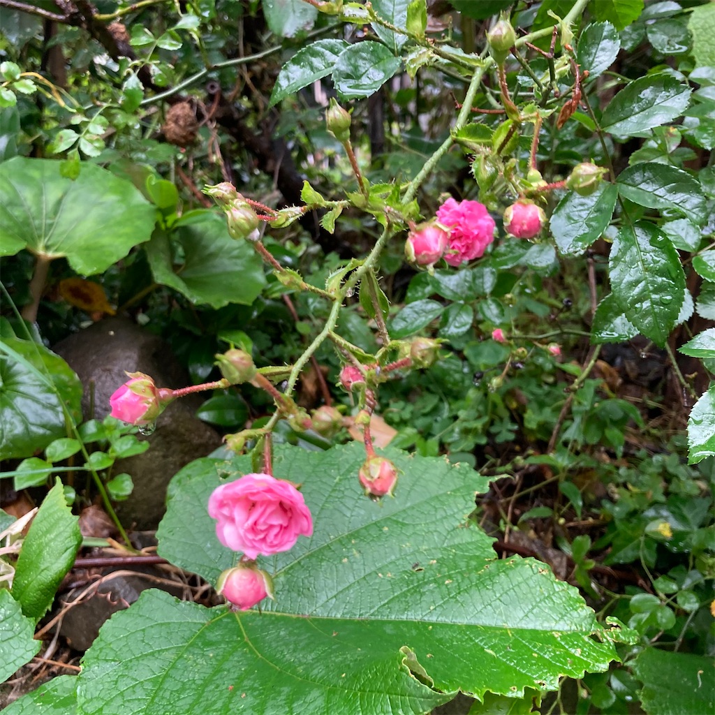 f:id:rotling:20210517123605j:image