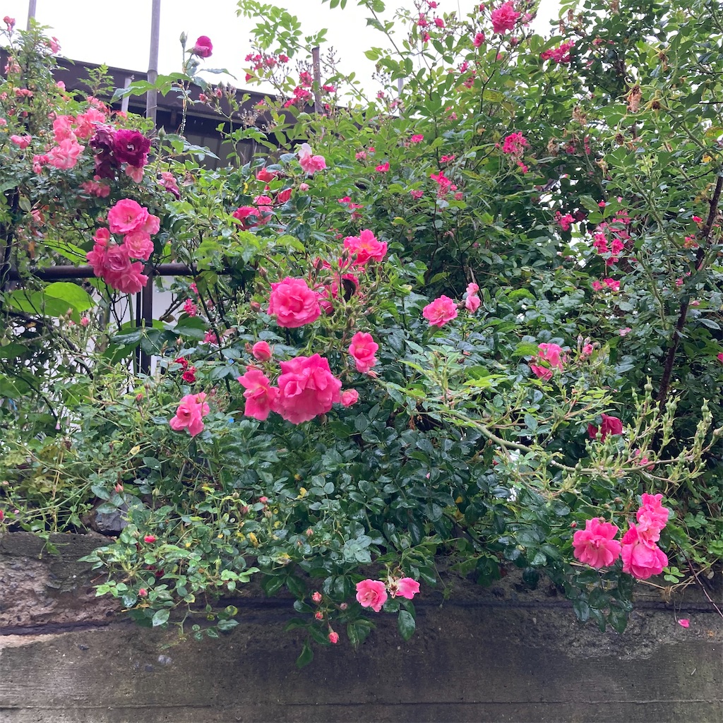 f:id:rotling:20210517123609j:image