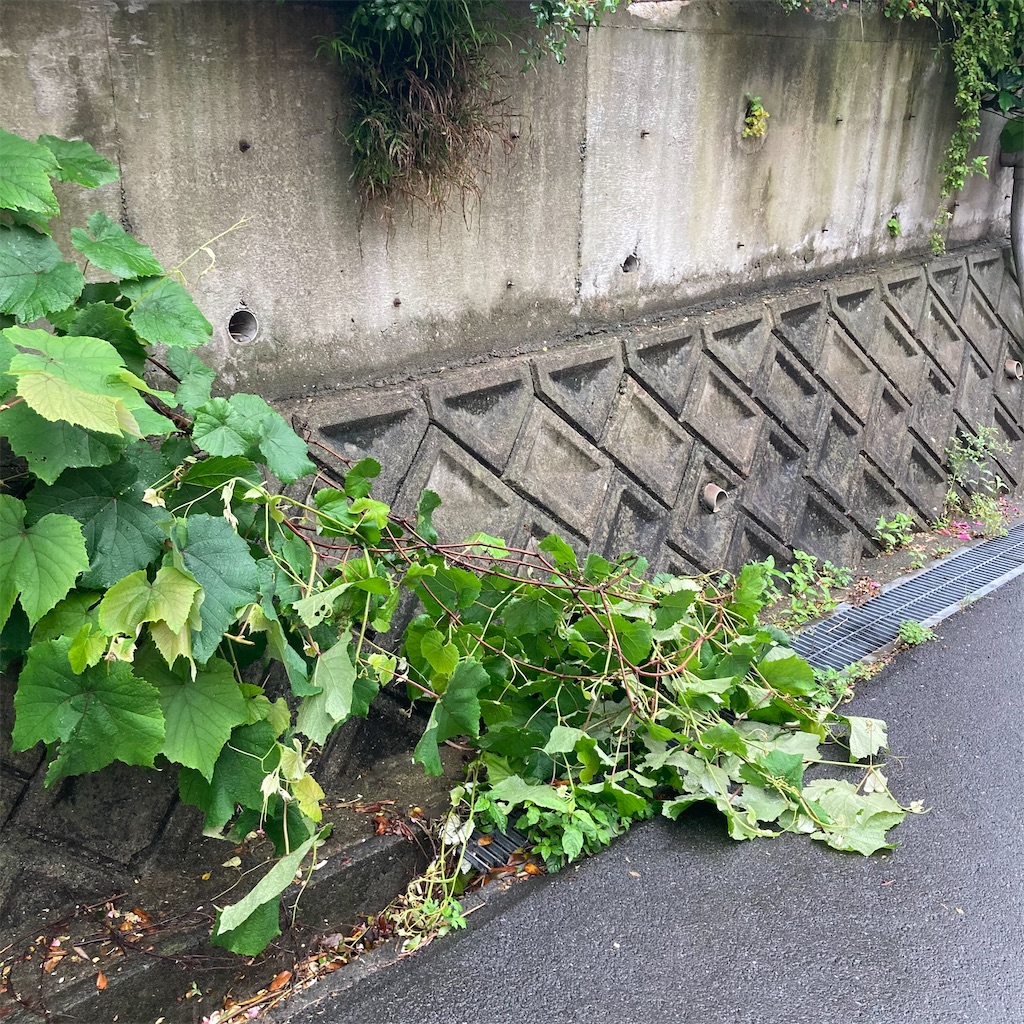 f:id:rotling:20210517124331j:image