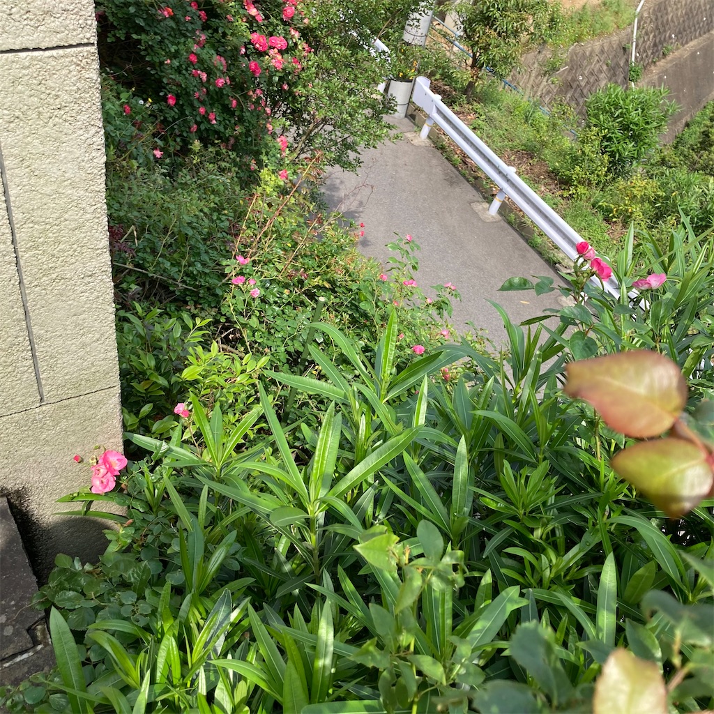 f:id:rotling:20210519105333j:image