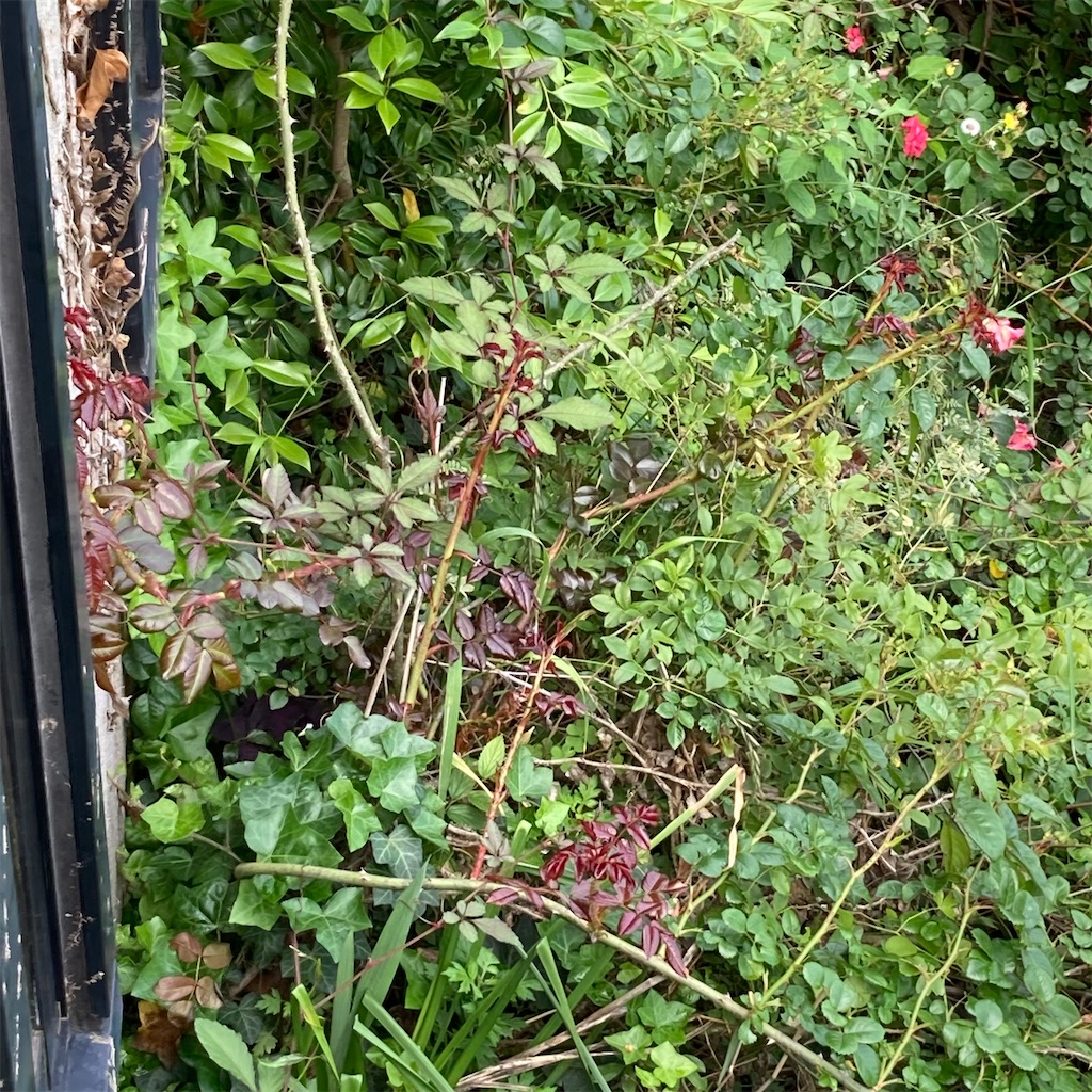 f:id:rotling:20210519105351j:image