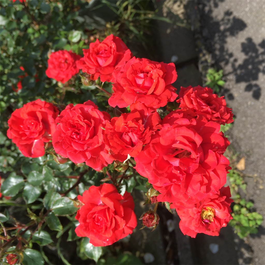 f:id:rotling:20210519221021j:image