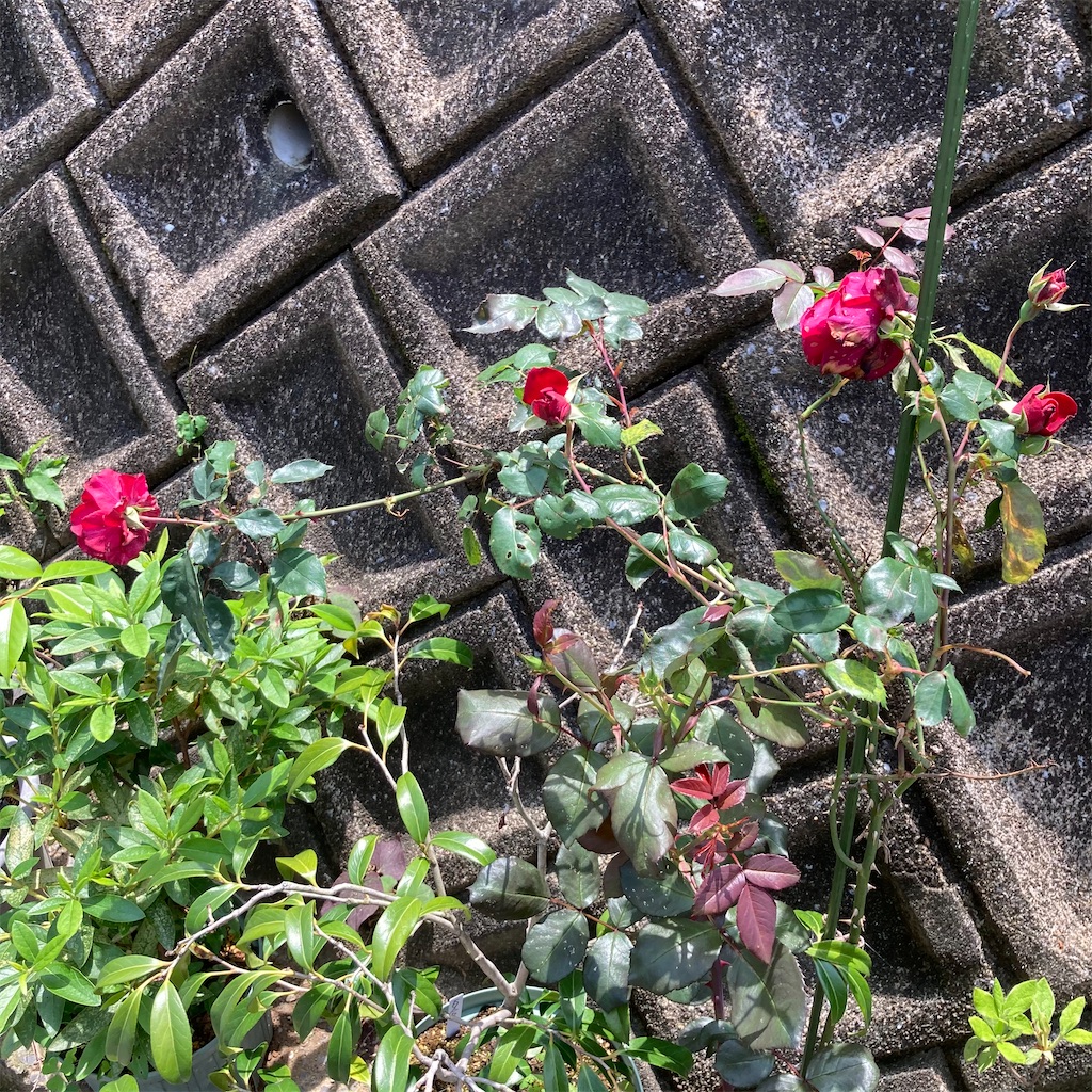 f:id:rotling:20210519221047j:image
