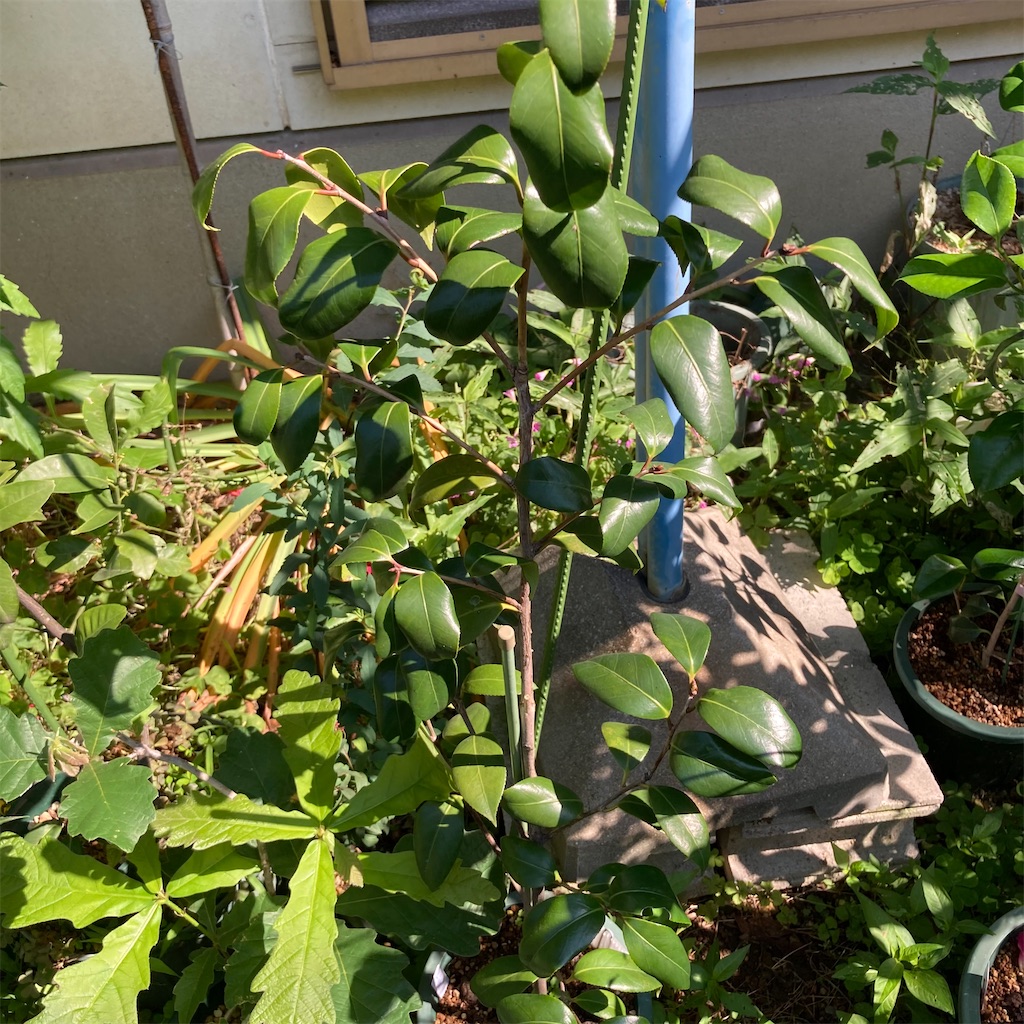 f:id:rotling:20210601003817j:image