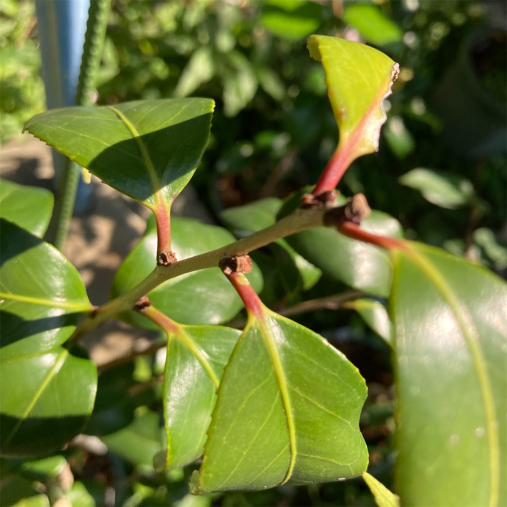 f:id:rotling:20210601003822j:image