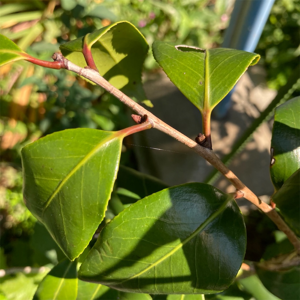 f:id:rotling:20210601003826j:image