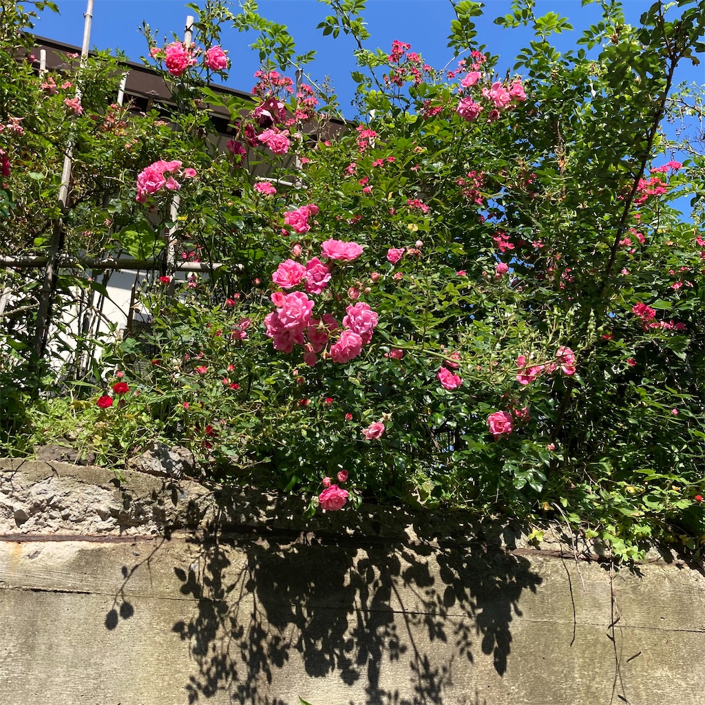 f:id:rotling:20210601004053j:image