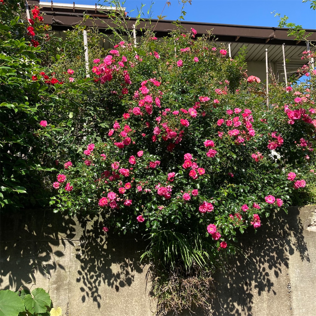 f:id:rotling:20210601004058j:image