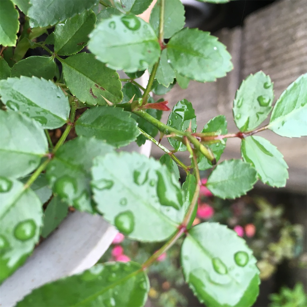 f:id:rotling:20210601004628j:image